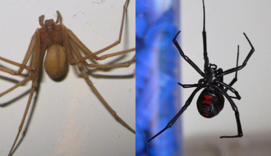 Alertan por arañas violinistas debido a las bajas temperaturas - aranas-frio