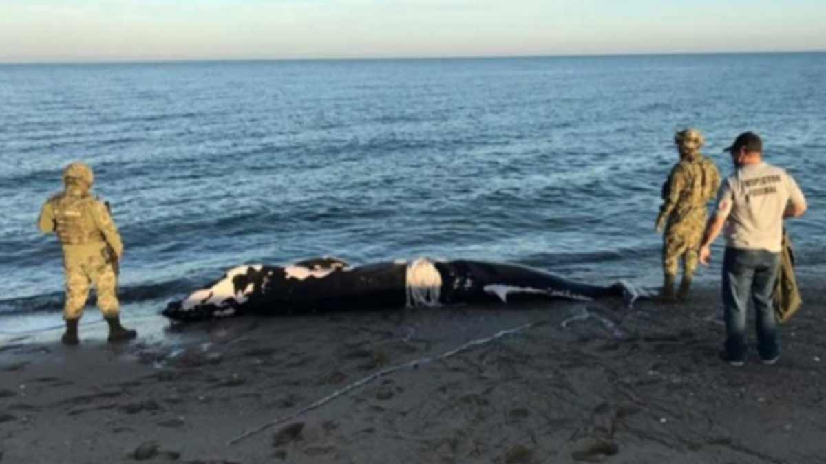 Encuentran cadáver de cría de ballena en Baja California