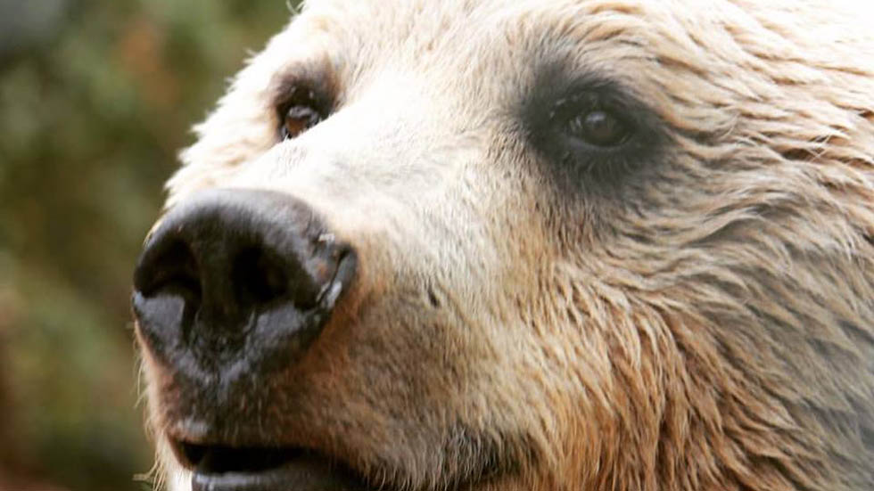 Dan segunda oportunidad a animales abandonados en medio de la guerra - balou