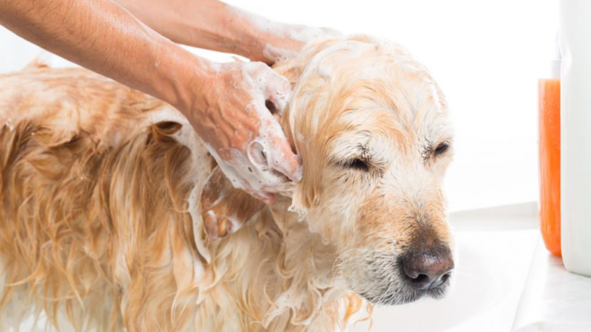 Poco recomendable bañar a los perros en invierno