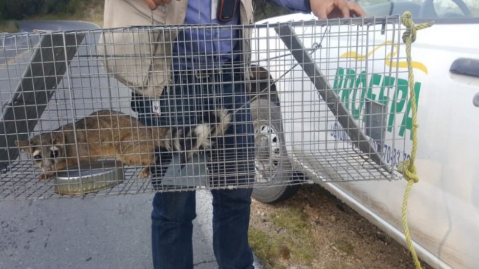 Reubican a tres cacomixtles en Hidalgo