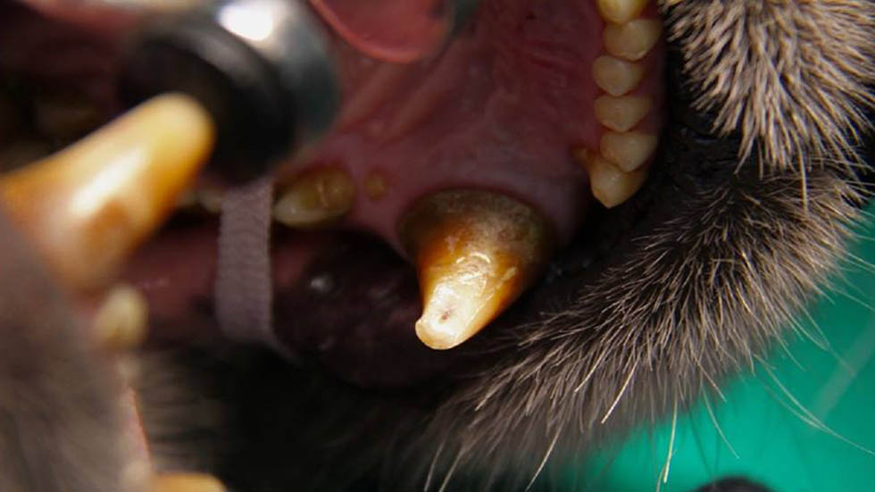 Colocan a panda colmillo de titanio para seguir dieta de bambú - canino-danado-del-panda-tuan-tuan