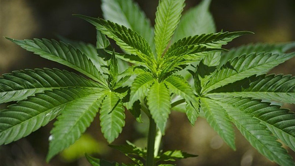 Crean la Cámara de la Industria del Cannabis en México