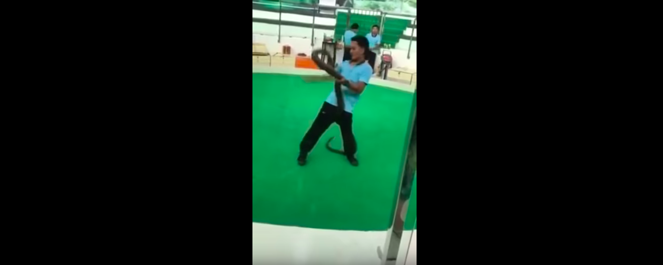 #Video Cobra muerde a domador de serpientes durante espectáculo