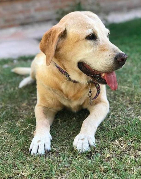 ¿Cuáles son los nombres más comunes de los perros que viven en hogares mexicanos?