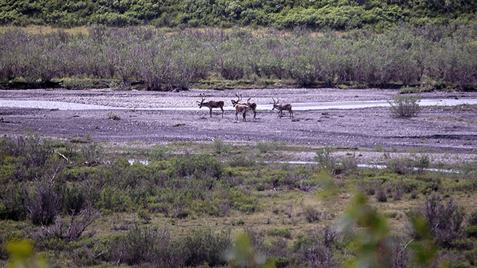 El Ártico vivió en 2018 su segundo año más caluroso - caribues-y-renos-salvajes-en-el-artico