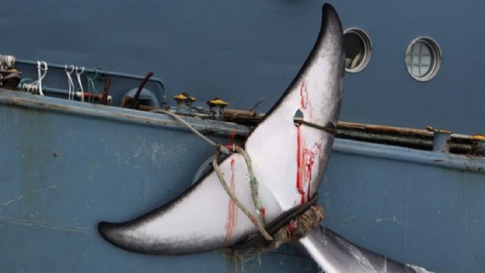 Japón reanuda caza comercial de ballenas