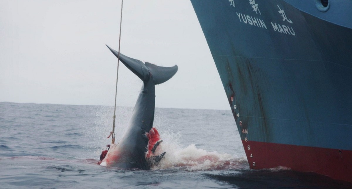 Japón reanuda caza comercial de ballenas - caza-de-ballenas