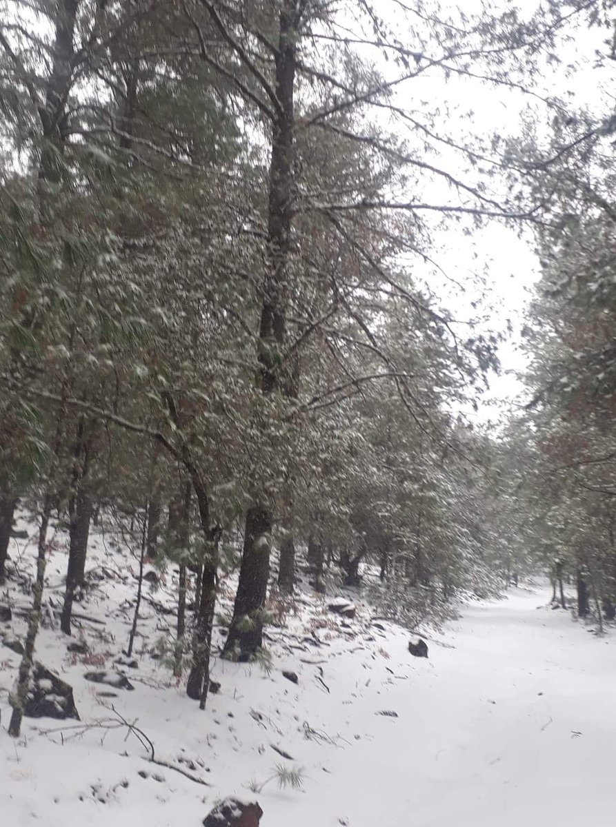 Frente frío 20 provoca nevadas en Chihuahua y Sonora - chihuahuanevadas