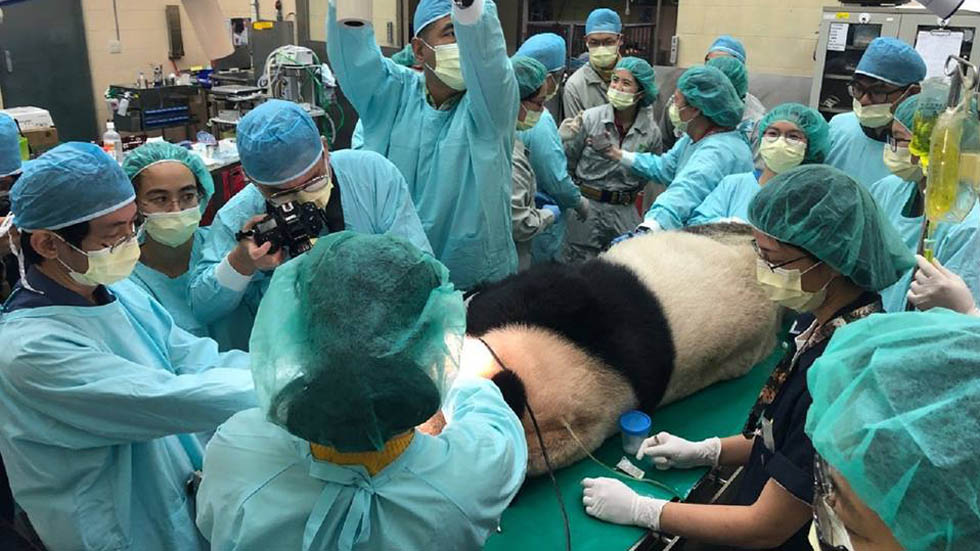 Colocan a panda colmillo de titanio para seguir dieta de bambú - cirugia-del-panda