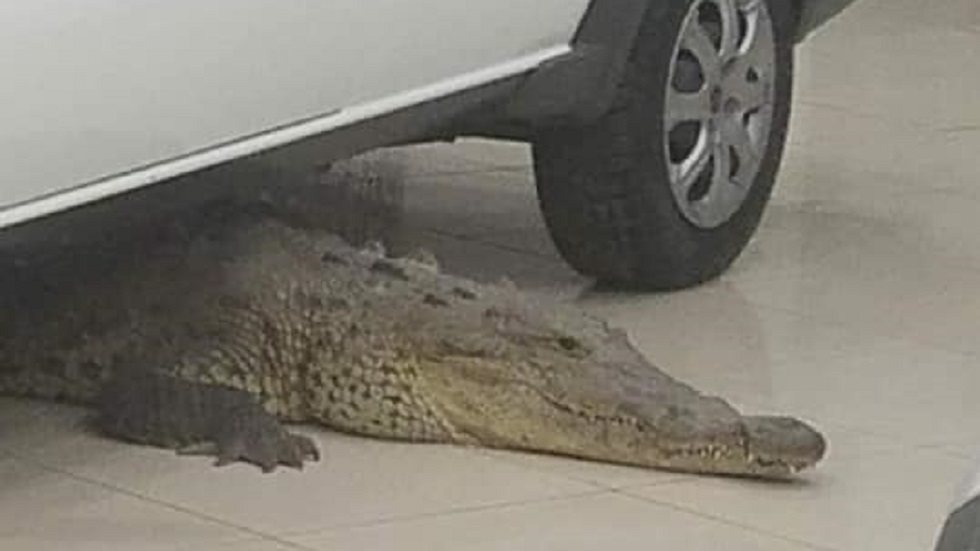 #Video Cocodrilo ingresa a agencia automotriz de Puerto Vallarta