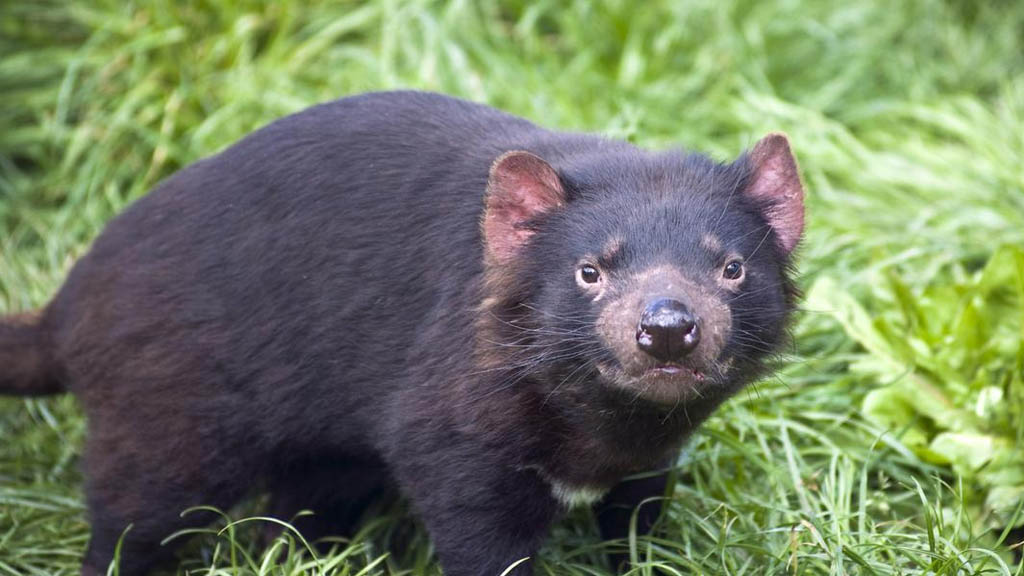 Demonios de Tasmania podrían ser claves para combatir el cáncer