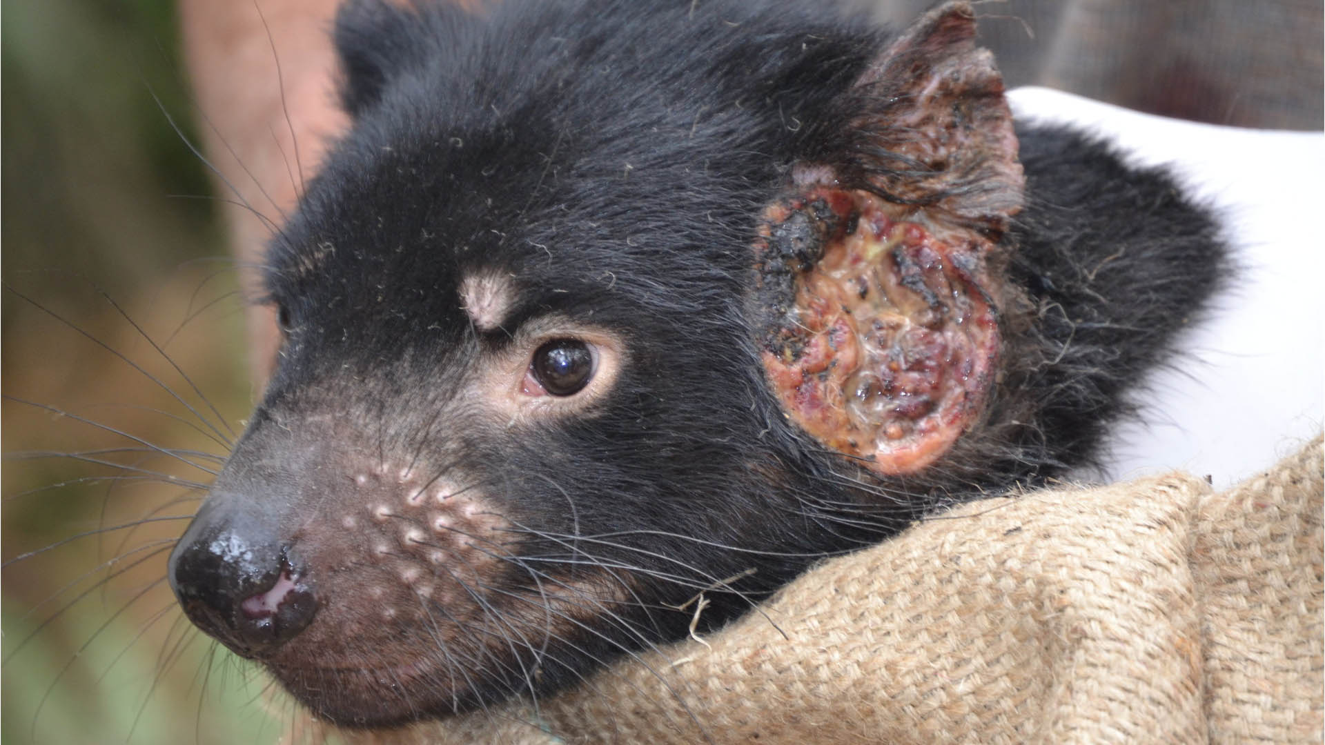 Demonios de Tasmania podrían ser claves para combatir el cáncer - demonios-tasmania-tumores