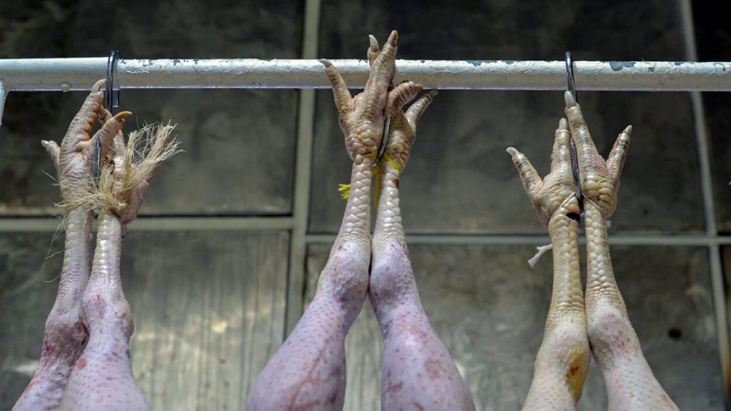 El pavo se impone a las carnes exóticas en el Mercado de San Juan - guajolote-pavo-carne-2