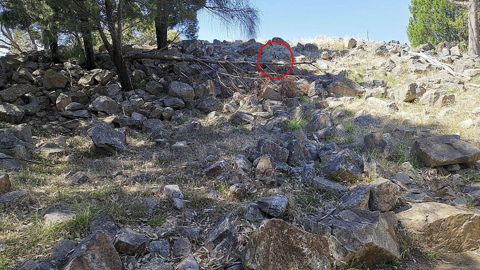 #RetoViral Hay un animal oculto en el paisaje - hallar-al-animal-oculto-respuesta