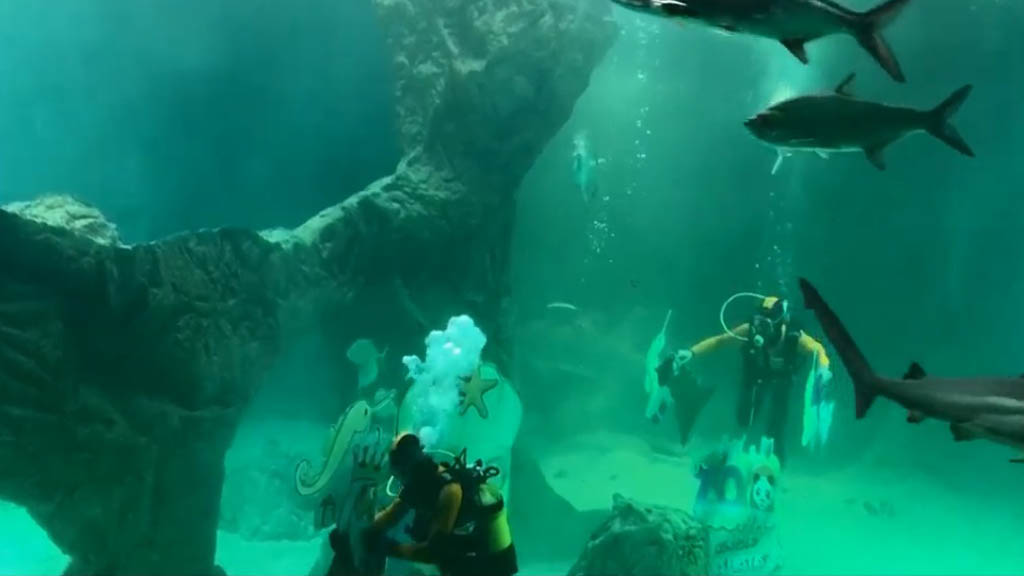 #Video Instalan nacimiento en tanque de tiburones de zoológico - instalacion-de-nacimiento-acuatico