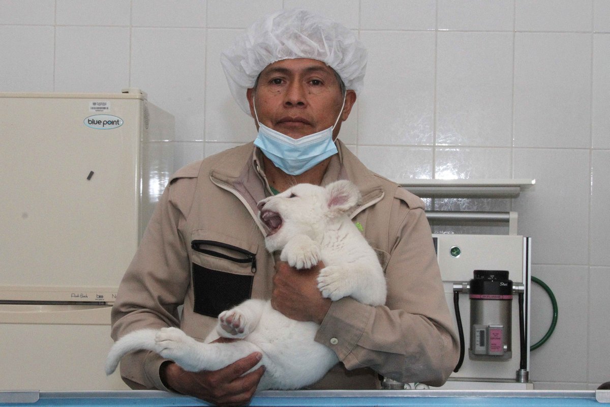 Nace cría de león blanco en el Zoológico de Tlaxcala - leon-que-nacio-en-tlaxcala