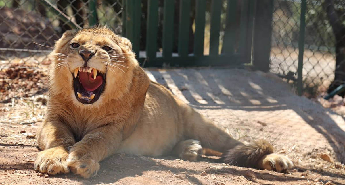 Dan segunda oportunidad a animales abandonados en medio de la guerra