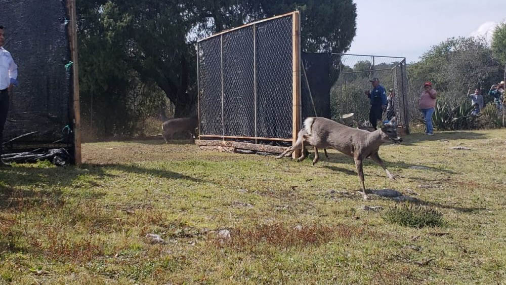 Liberan en Hidalgo 20 venados en zona de pumas - liberan-venados-hidalgo-zona-de-pumas-2