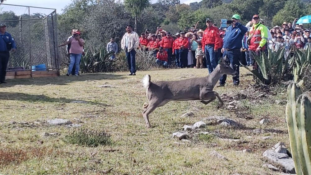 Liberan en Hidalgo 20 venados en zona de pumas