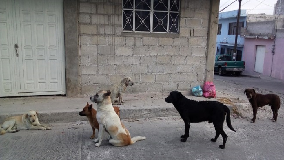 Maltrato animal costará 24 mil pesos a infractores en Pachuca