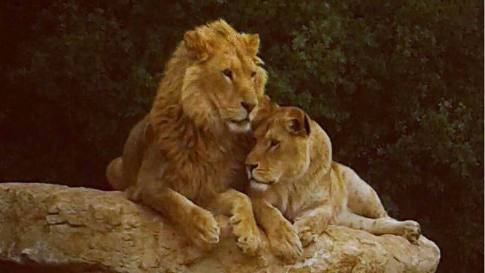 Dan segunda oportunidad a animales abandonados en medio de la guerra - max-y-muna