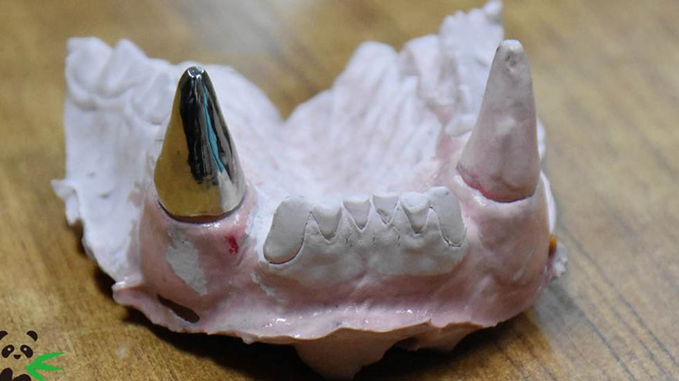 Colocan a panda colmillo de titanio para seguir dieta de bambú - modelo-de-protesis-de-ortodoncia