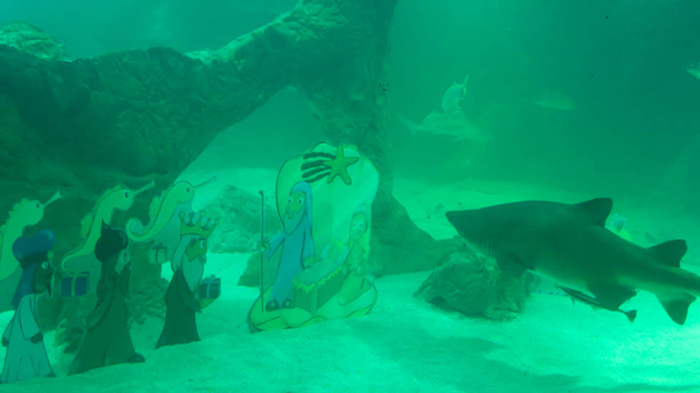 #Video Instalan nacimiento en tanque de tiburones de zoológico