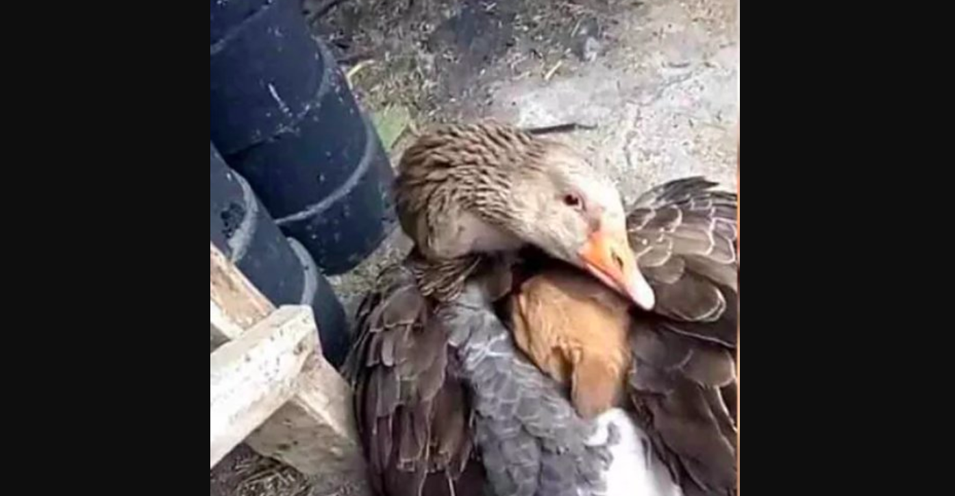 #Viral Un pato resguarda a cachorrito de morir congelado