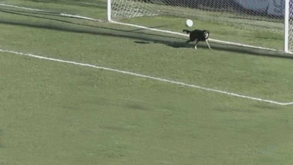 #Video Perro detiene un gol en partido de futbol en Argentina #Video Perro detiene un gol en partido de futbol en Argentina