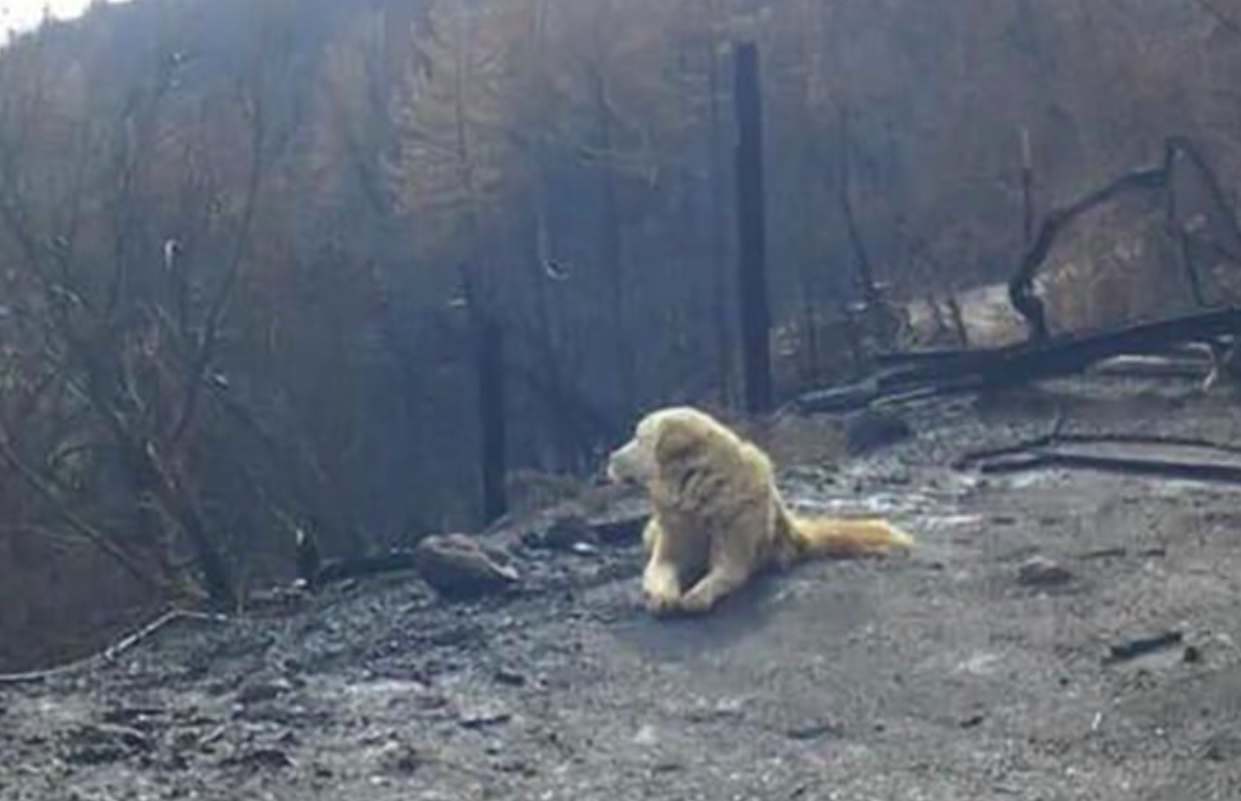 Perro espera a su dueña en restos de casa incendiada