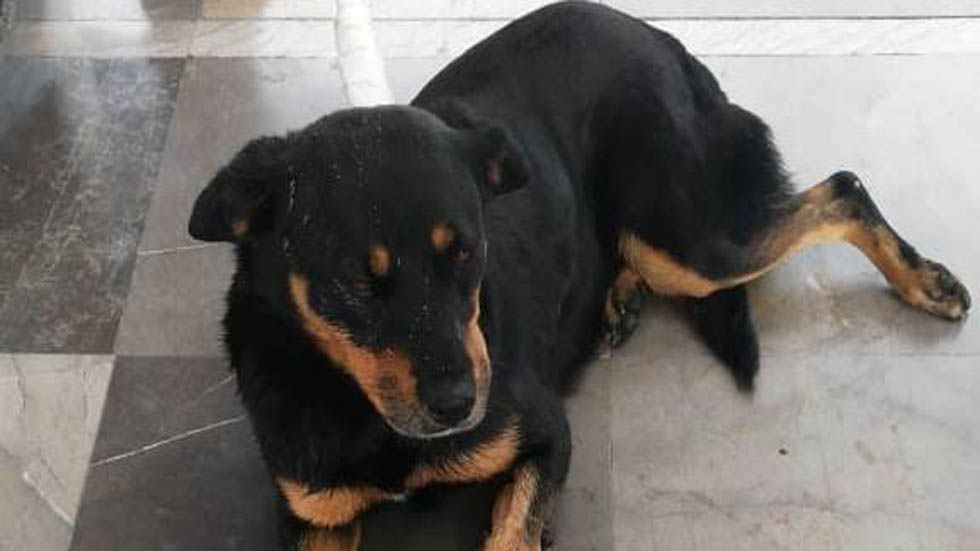 Rescatan a dos perros en el Metro de la Ciudad de México