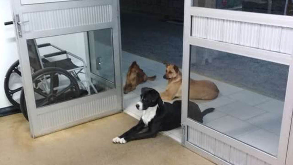 #Viral Perros hacen guardia en hospital por indigente - perros-de-cesar-esperandolo-a-la-salida-del-hospital