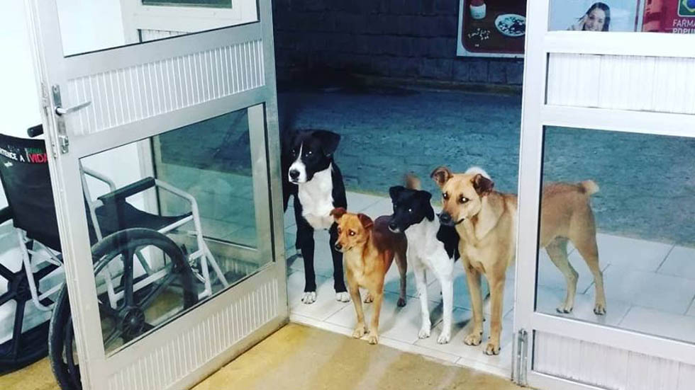 #Viral Perros hacen guardia en hospital por indigente