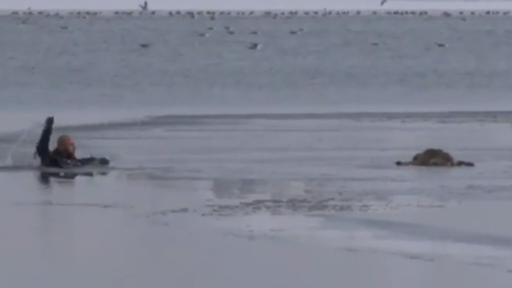 #Video Policía se arroja a lago gélido para rescatar a perro