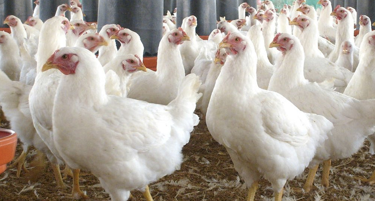 Consumo excesivo creará una nueva especie de pollos