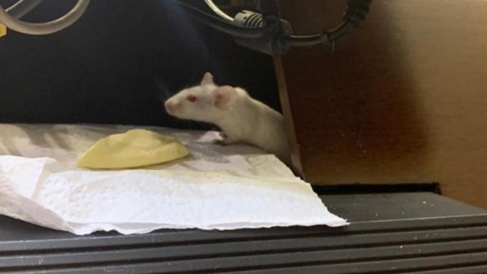 #Video Lanzan ratones en Congreso de Colombia