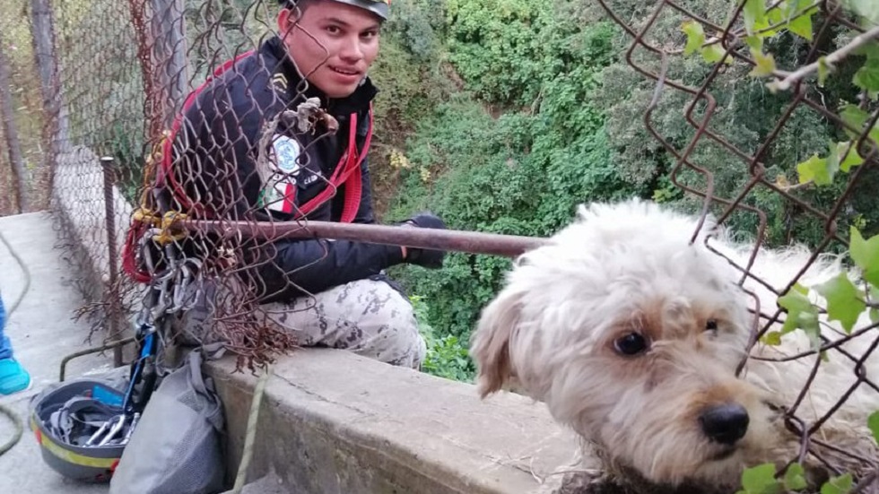 Salvan a perro del fondo de una barranca en la Ciudad de México