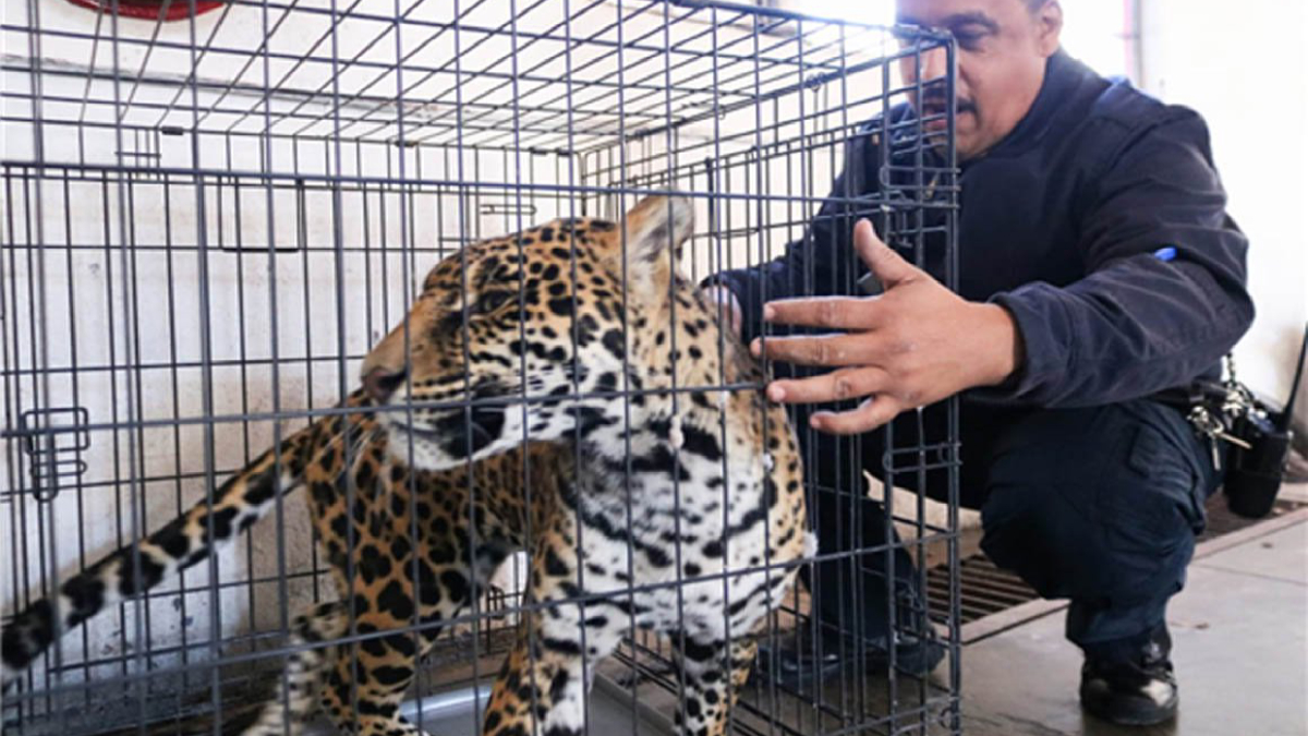Rescatan a ejemplar de Jaguar en Chihuahua