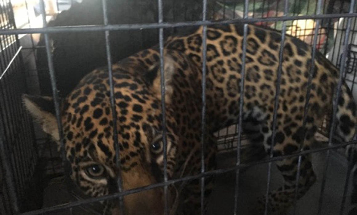 Rescatan a ejemplar de Jaguar en Chihuahua - rescate-jaguar-chihuahua-2