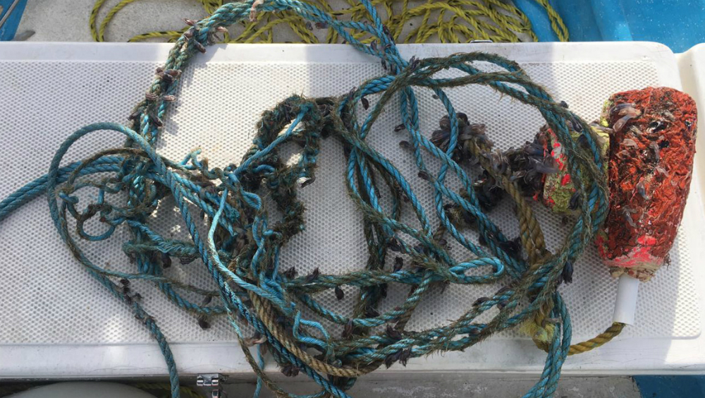 Libera Marina a ballena enredada en bahía de Manzanillo