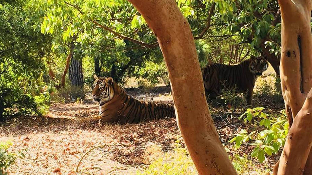 Dan segunda oportunidad a animales abandonados en medio de la guerra - sky-y-tash