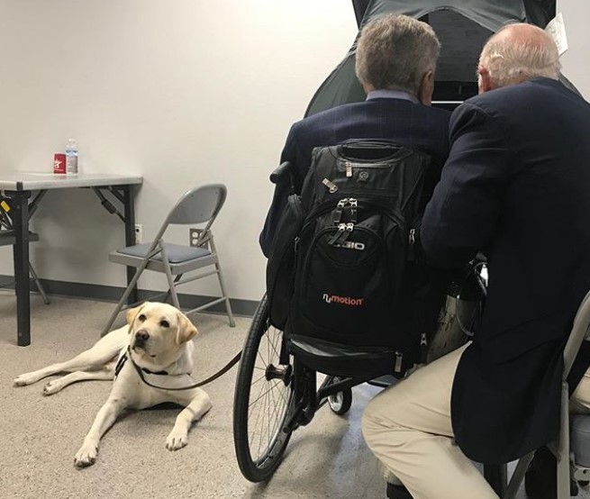 Perro "completa misión" de cuidar a George H. W. Bush - sully-acompanando-a-george-h-w-bush-a-votar-en-las-elecciones-intermedias-de-eeuu