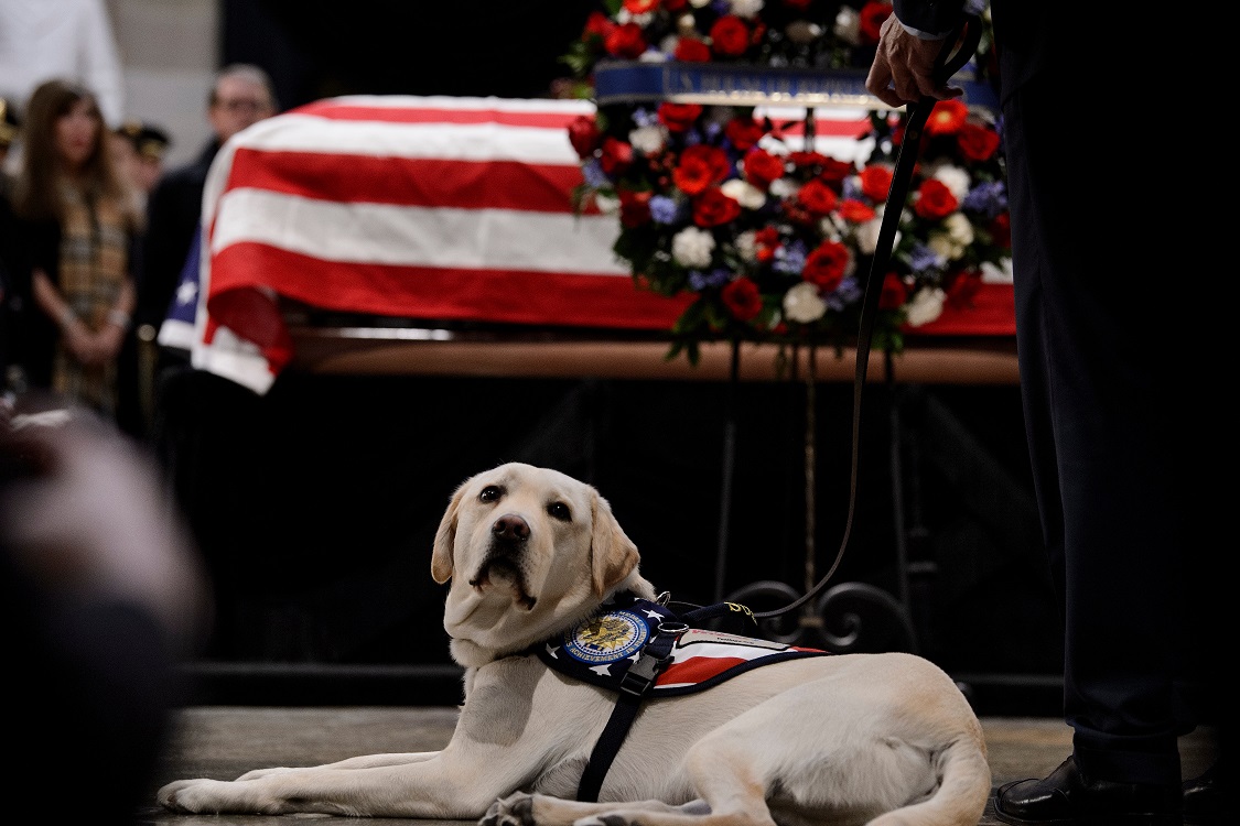 Realizan funeral de Estado de George H. W. Bush - sully-perro-de-servicio-de-george-hw-bush