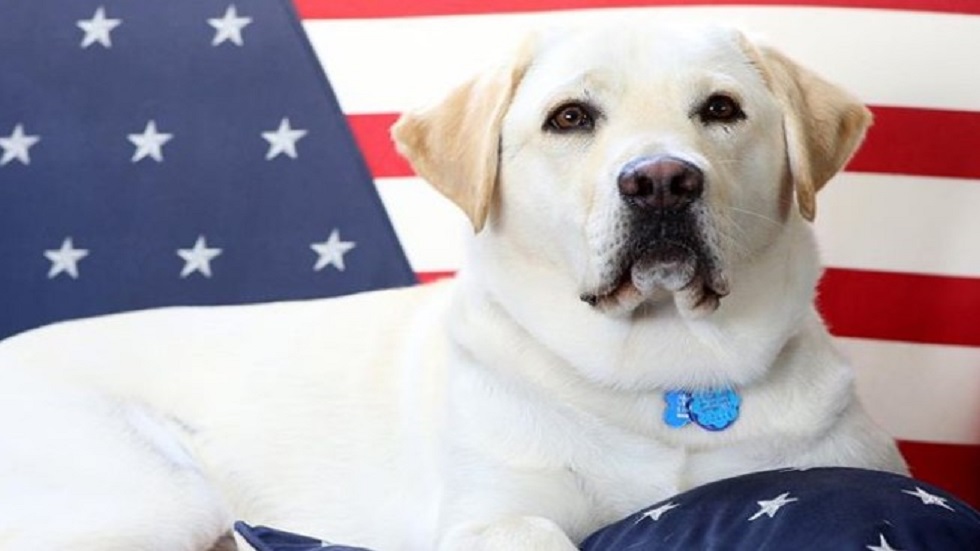 Perro "completa misión" de cuidar a George H. W. Bush - sully