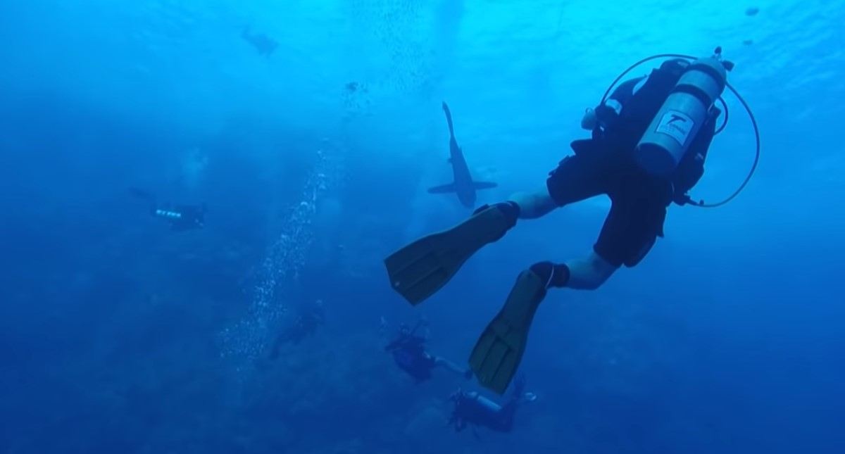 #Video Tiburón muerde pierna a turista en práctica de buceo