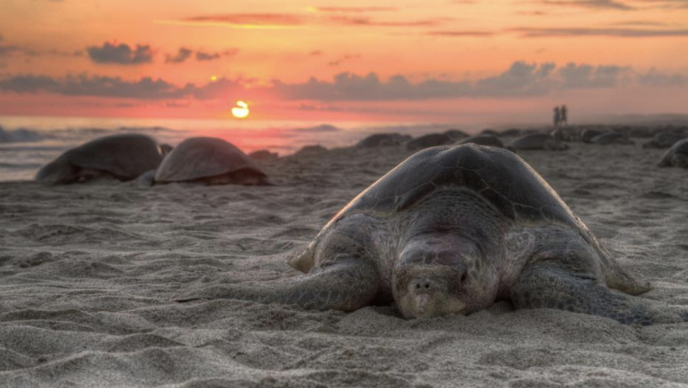 Miles de tortugas golfinas llegan a playa en Oaxaca para último desove de 2018