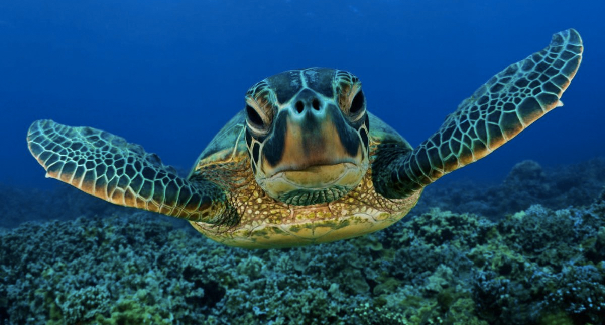 Todas las especies de tortugas están contaminadas con plástico