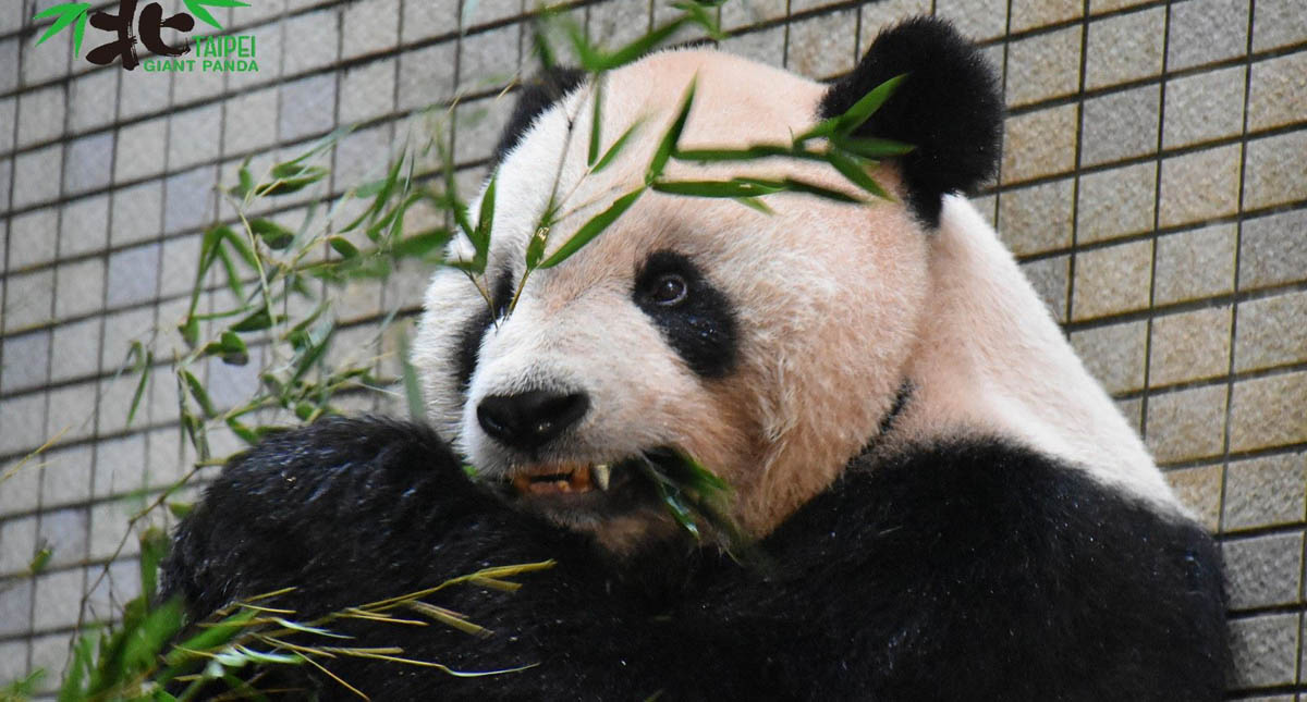 Colocan a panda colmillo de titanio para seguir dieta de bambú