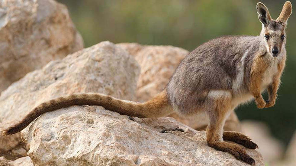 #RetoViral Hay un animal oculto en el paisaje - wallaby-rock